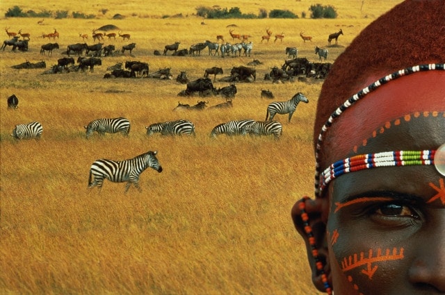 Африка, зебры