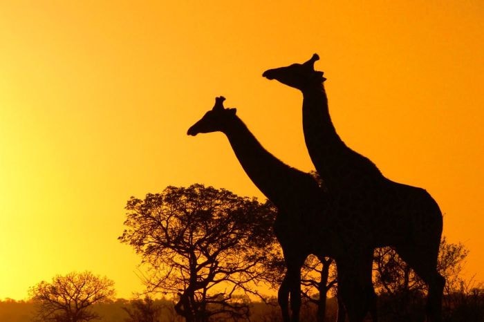 Африка, жираф
